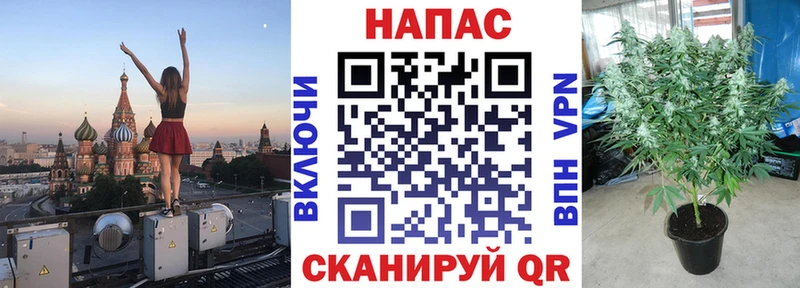 Конопля гибрид  Воркута 